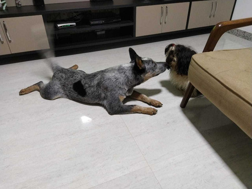 Imagem 4 de 5 de Boiadeiro Australiano
