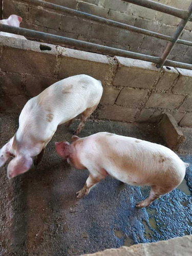 Imagen 14 de 29 de Finca Mixta + Manga De Coleo De 1 Ha En Guayabita En Turmero