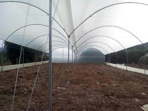 Fertilizante, Insecticida Organizo Puri - L a $5333