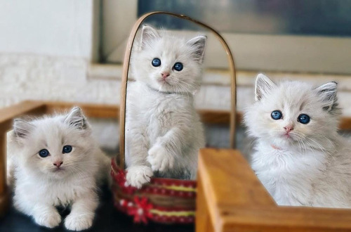 Gatos Ragdoll De Dos Meses 