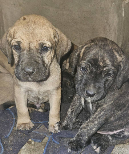 Cachorro Fila Brasilero