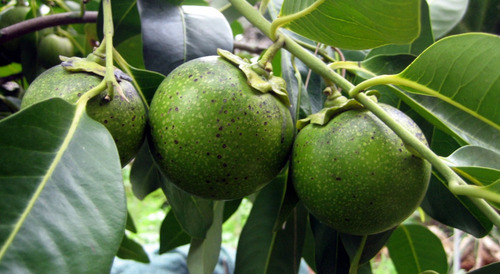 Zapote Negro Crecimiento Rapido