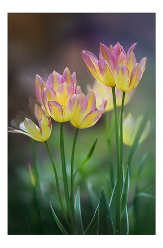 Vinilo Decorativo 40x60cm Tulipan Flores Primavera M2