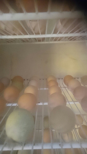 Imagen 3 de 5 de Huevos Fertil Gallinas Gallos Pollitas
