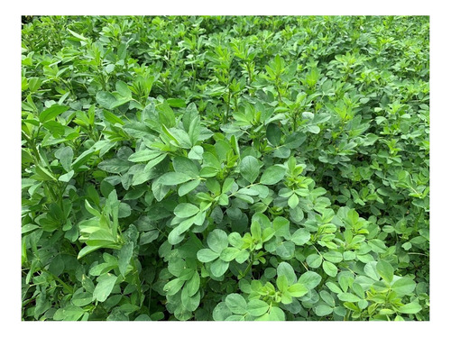 Semilla Forrajes Pastos Alfalfa 15-15 Clima Cálido 10 Lb