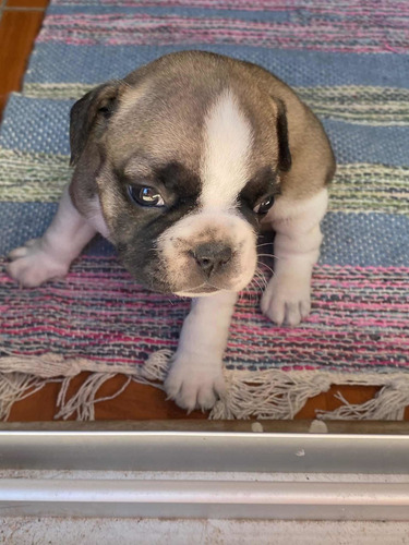 Imagen 3 de 5 de Bulldog Francés Bebé Entrega 20 De Marzo