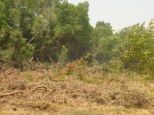 Imagen 4 de 10 de Se Vende Terreno A Orilla De Carretera En Boca De Aroa