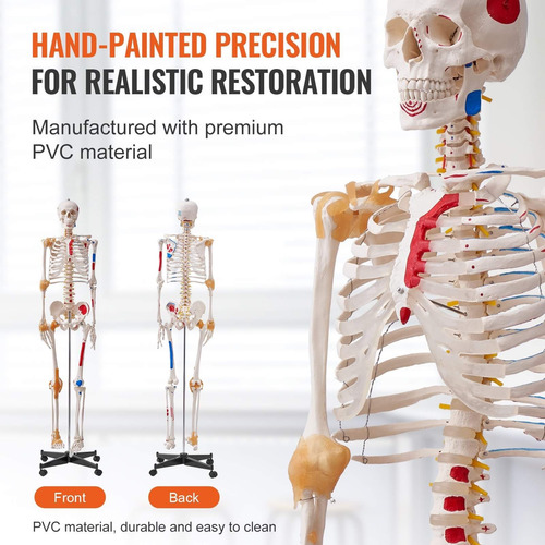 Modelo Esqueleto Humano Tamaño Real Anatomía Pvc 71.65 PuLG