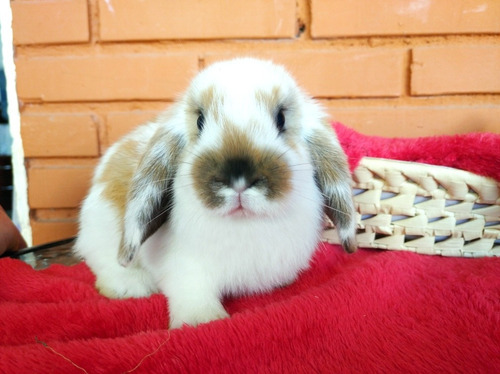 Imagen 6 de 10 de Teddy Holland Lop Conejos Enanos Mascotas León