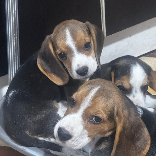 Cachorro Beagle