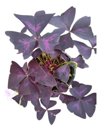 Trebol De La Suerte Oxalis Morado