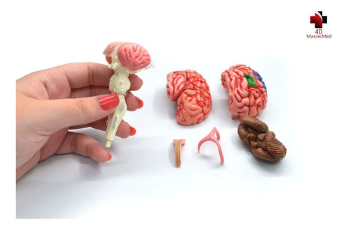 Anatomia Do Corpo Humano - Cérebro 4d Master Med