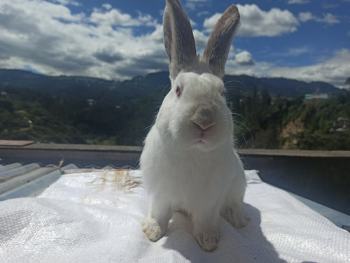 Imagen 6 de 7 de Conejos De 1 Y 6 Meses De Edad Para Consumo O Mascota.