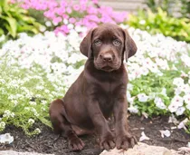 Comprar Cachorros Puros En Canning Y San Vicente, Tambien Enviamos