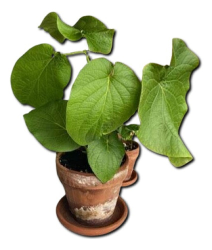 Hoja Santa ( Planta ) , Piper Auritum , Paq 4 Pzas 30a40cm
