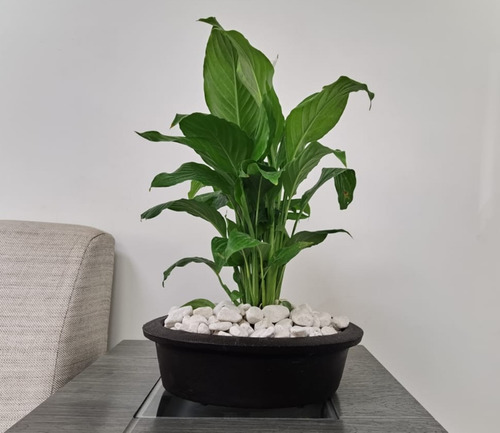 Imagen 4 de 7 de Maceta Minimalista Jardinera Mejor Que Fibra De Vidrio .32