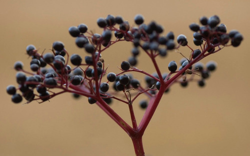 Sambucus Nigra | Sauco