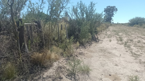 Imagen 10 de 28 de Vendo/permuto Finca Apto Todo Destino (viña, Cultivos Grales Y Ademas Cannabis Medicinal) O Loteo Club De Campo -alto Del Algarrobal-san Rafael -mendoza Sobre Rn 146 Km 376.1