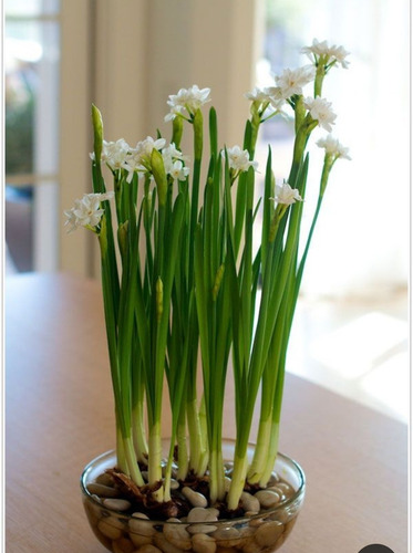 Imagen 2 de 3 de Junquillo (narcissus Tazetta)