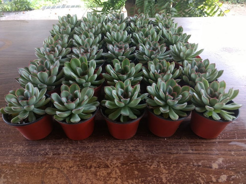 Echeveria Pulidonis 30 Pzas 3 Pulg. Envio Gratis