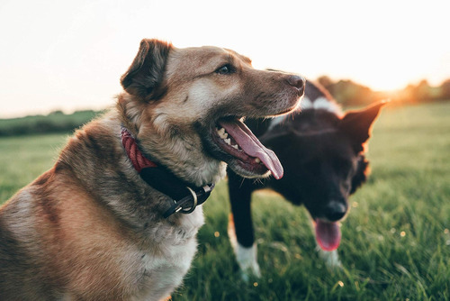Collar de cuerda para perros Embark Pets Country