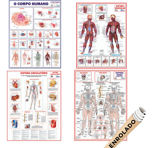 Corpo Humano Muscular Circulatório Esqueletico 4 Poster Medi