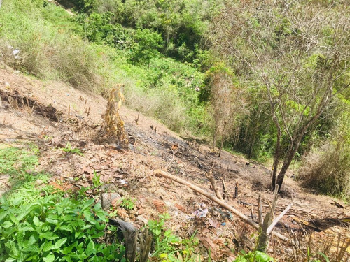 Imagen 4 de 8 de Se Vende Terreno 555m2 Colinas De Caicaguana 0780