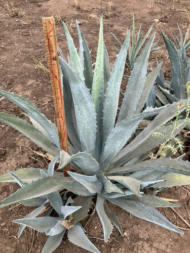 Paq. 10 Plantas De Agave Salmiana, Pulquero 20 Cm