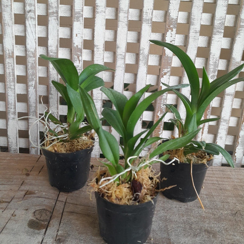 Ionopsis Popcorn Orquídea Pipoca Mini Orquídea Linda