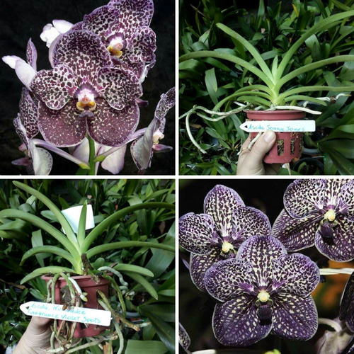 Kit Orquídea Vanda Joane Jones + Vanda Violet Spots