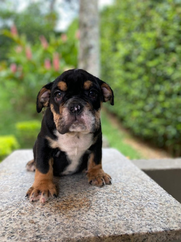 Cachorros Bulldog Ingles Black Tri Perros En Venta Cali