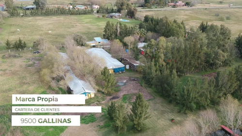 Imagen 4 de 9 de Campo/chacra En Chascomús 3 Ha - Con Emprendimiento Avícola