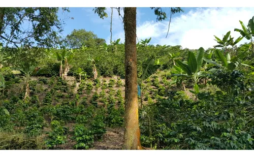 Vendo Finca Cafetera 47 Cuadras Por El Trebol Chinchina