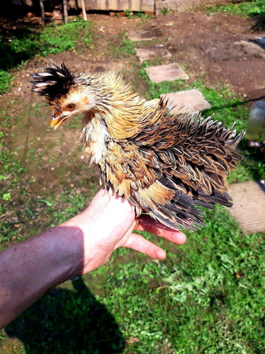 Ovos De Garnizé Suro Frizado E Pescoço Pelado Dz