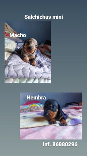 Perros Salchichas Mini