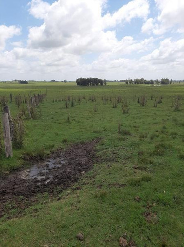 Se Vende Campo De 140 Hectáreas A 25 Km De Melo ,pegado A La Posta Del Chuy Sobre Ruta 26. Muy Buenos Suelos. Usd4000 Por Hectárea - Melo