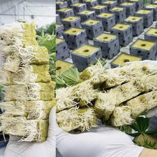 Cubos De Cultivo De Lana De Roca Para Esquejes, Clonación De