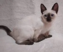 Comprar Gatos Siameses Hermosos