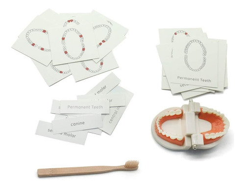 Meroco Montessori Práctico Modelo De Dientes Y Tarjetas Mont