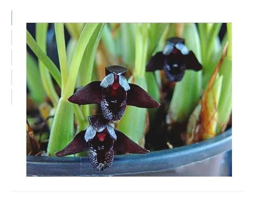 Orquidea Maxillaria Schunkeana ( Orquidea Negra ) * Adulta *