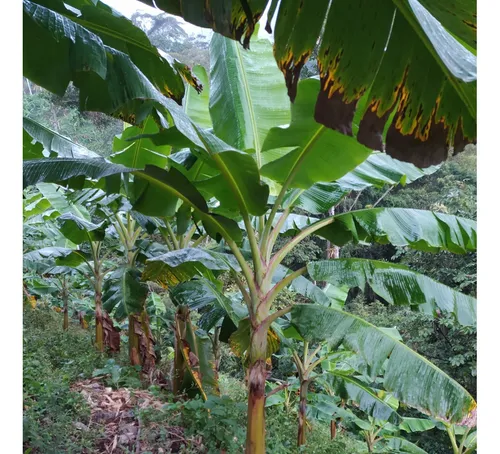 Venta De Finca Agropecuaria En La Martinica, Ibagué
