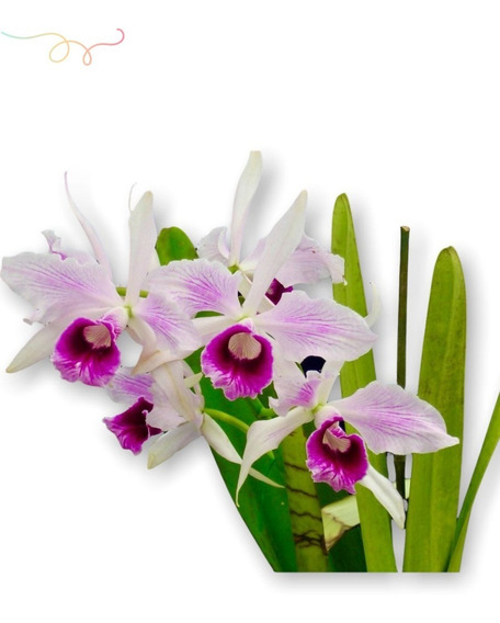 Orquidea Cattleya Branca | MercadoLivre 📦