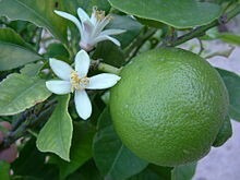 Frutales Limoneros Grandes Ya Dando!!!!2m Aprox +abono