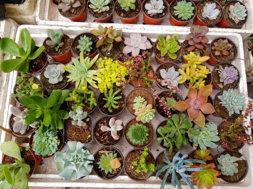 Imagen 4 de 7 de 10 Suculentas Exoticas Más Costo De Envío