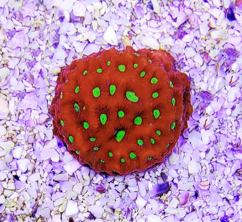 Favia War Super Red - 3cm 30+ Bocas (favia Spp.)