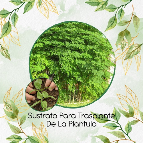 Sustrato Para Trasplante De Moringa Oleifera