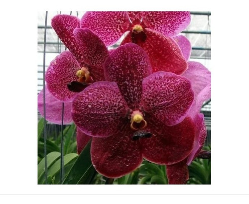 Orquídea Vanda, Planta Adulta Apita À Floração, Frete Gratis | Parcelamento  sem juros