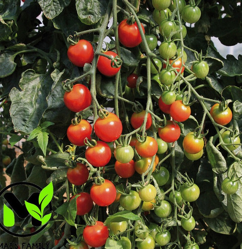 200 Semillas De Tomate Cereza + Instructivo