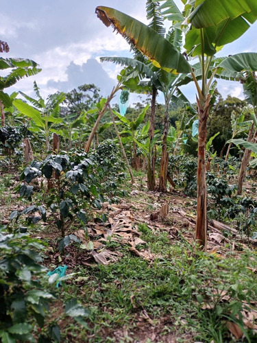 Imagen 3 de 5 de Finca De 8 Cuadras En Cafe Y Platano En Venta A Diez Minutos De Caicedonia Con Terreno Tendido