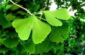 Muda De Ginkgo Biloba - Verdadeira, Mudas Com 15 A 20cm !!!!